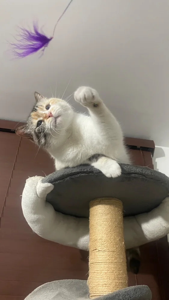 Foto 1 adjunta a la reseña de Sandra p. sobre Aditivo para gatos