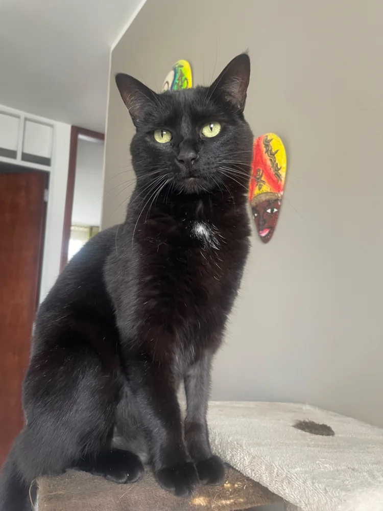 Foto 2 adjunta a la reseña de Sandra p. sobre Aditivo para gatos