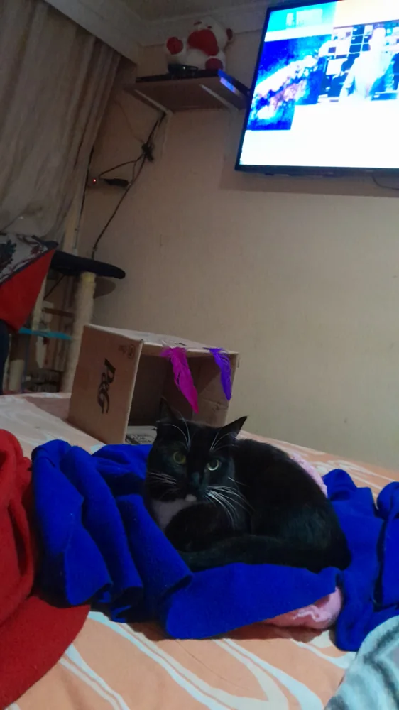 Foto 1 adjunta a la reseña de Marlen S. G. sobre Aditivo para gatos