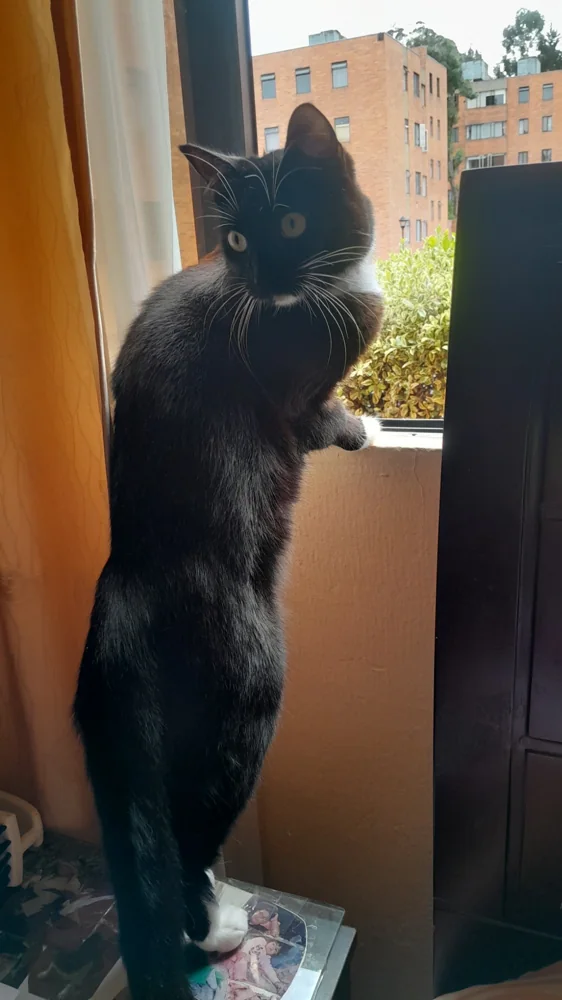 Foto 2 adjunta a la reseña de Marlen S. G. sobre Aditivo para gatos