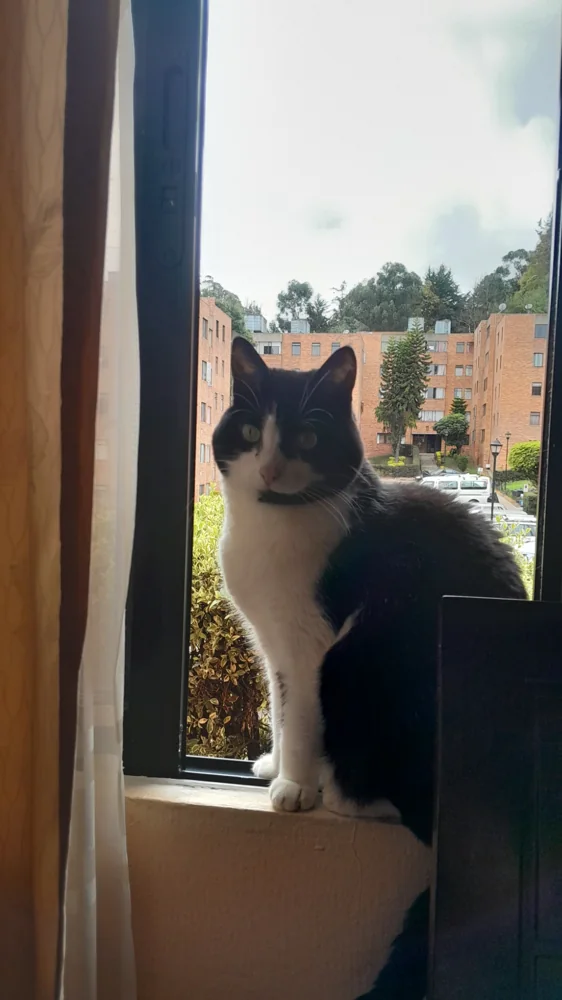 Foto 4 adjunta a la reseña de Marlen S. G. sobre Aditivo para gatos